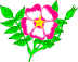 Ladylogo